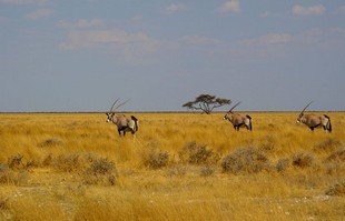645 Namibia Okt 2006 .JPG